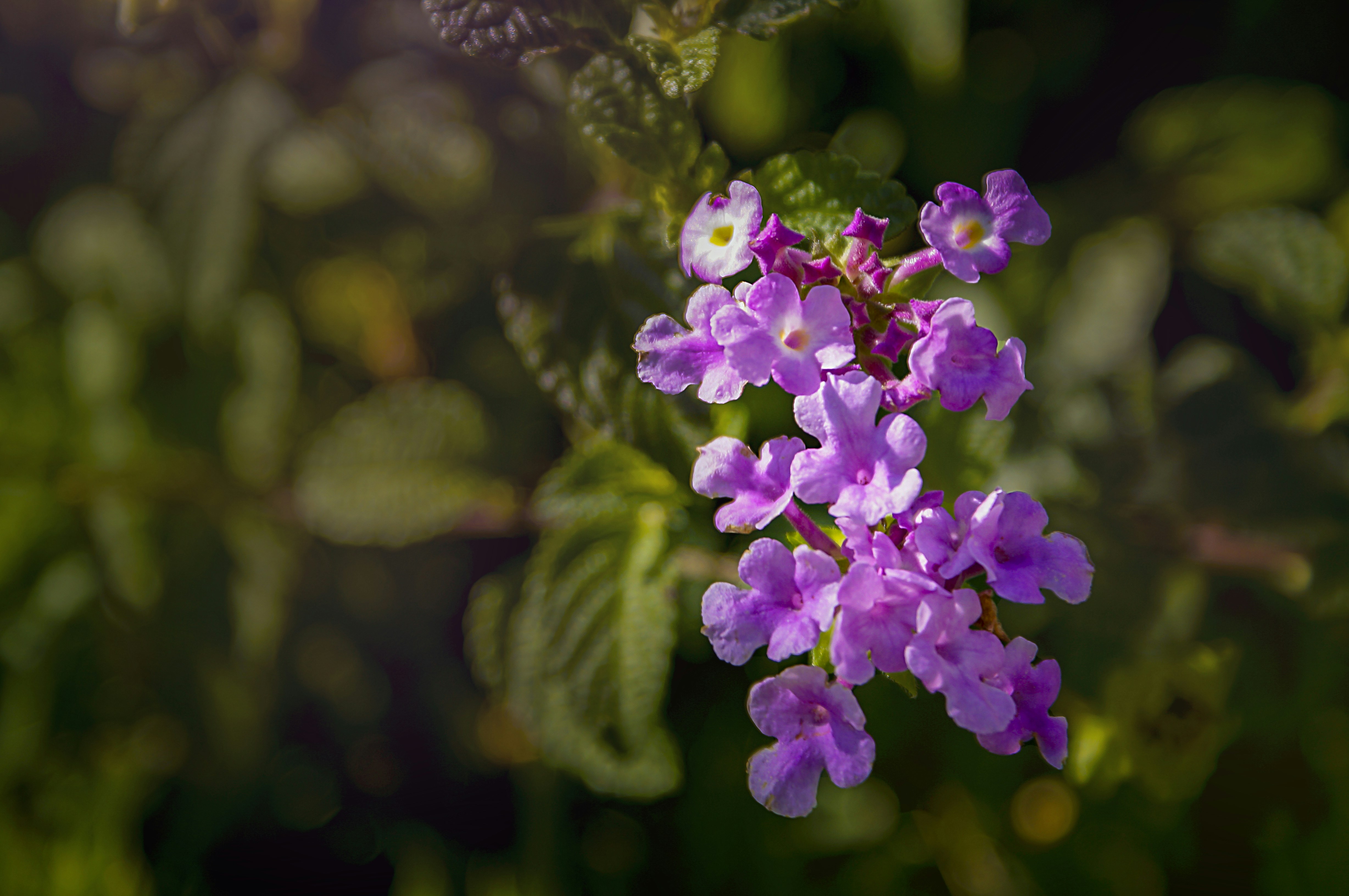 Photo by acrisiometalphoto