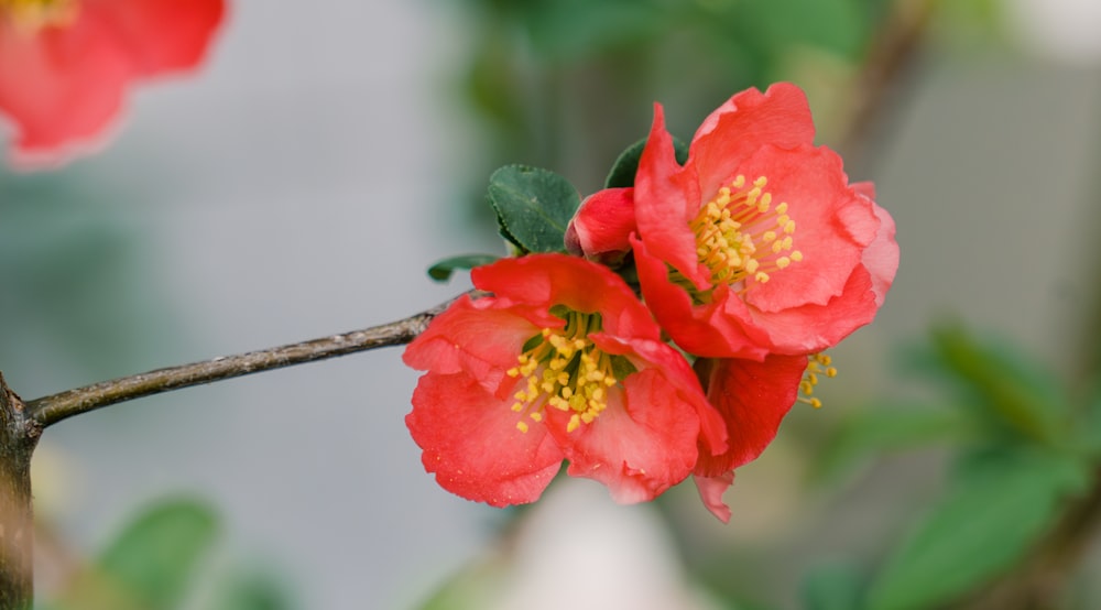 a close up of two red flowers on a branch