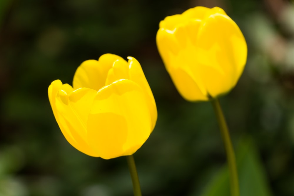 two yellow tulips with green leaves in the background