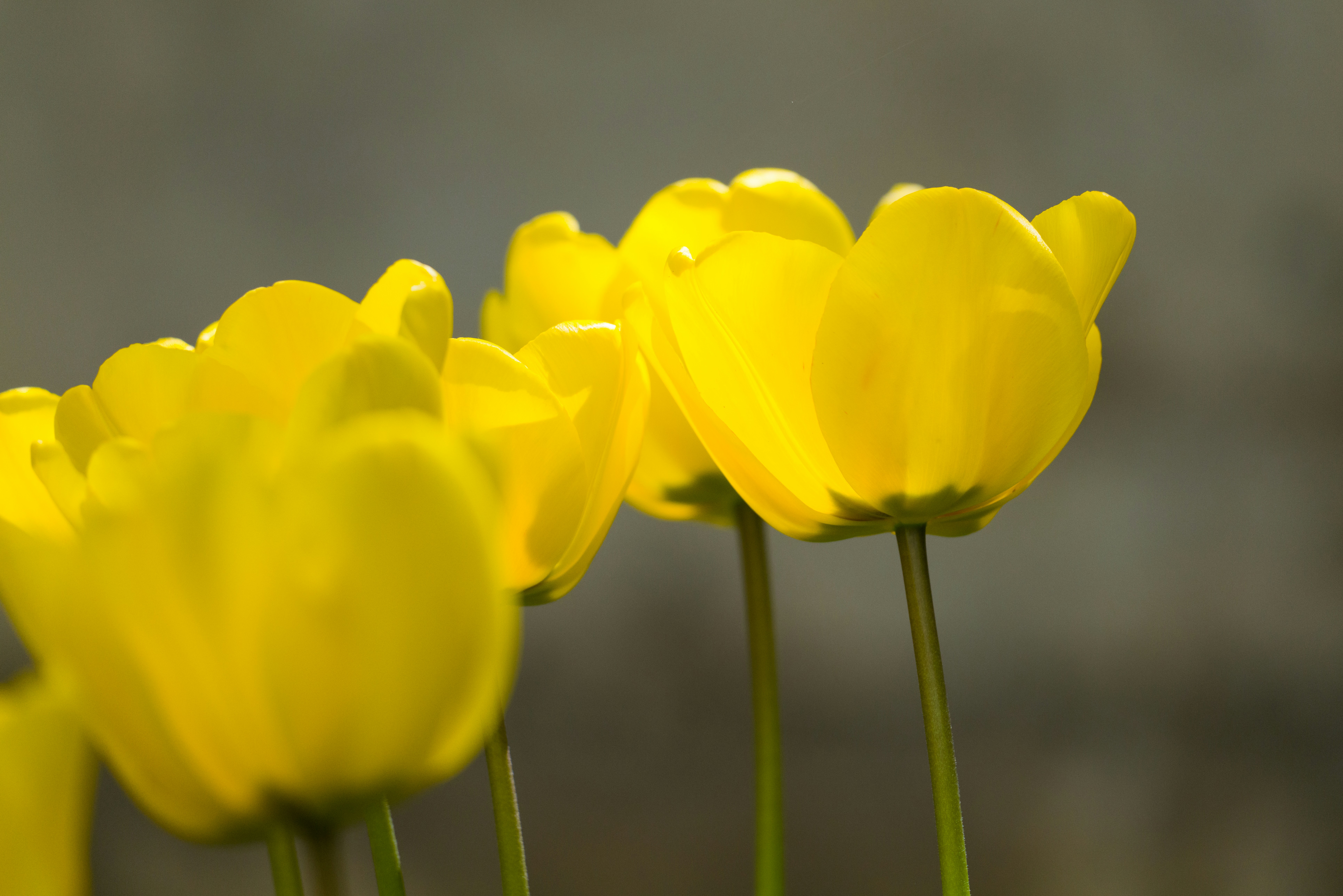 Photo by georgeiermann