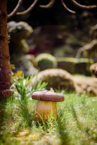 A cozy urban garden with mushrooms growing in natural light.