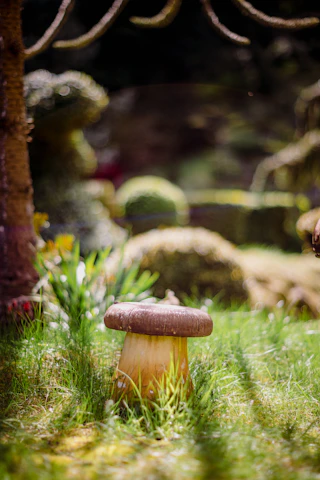 A cozy urban garden with mushrooms growing in natural light.