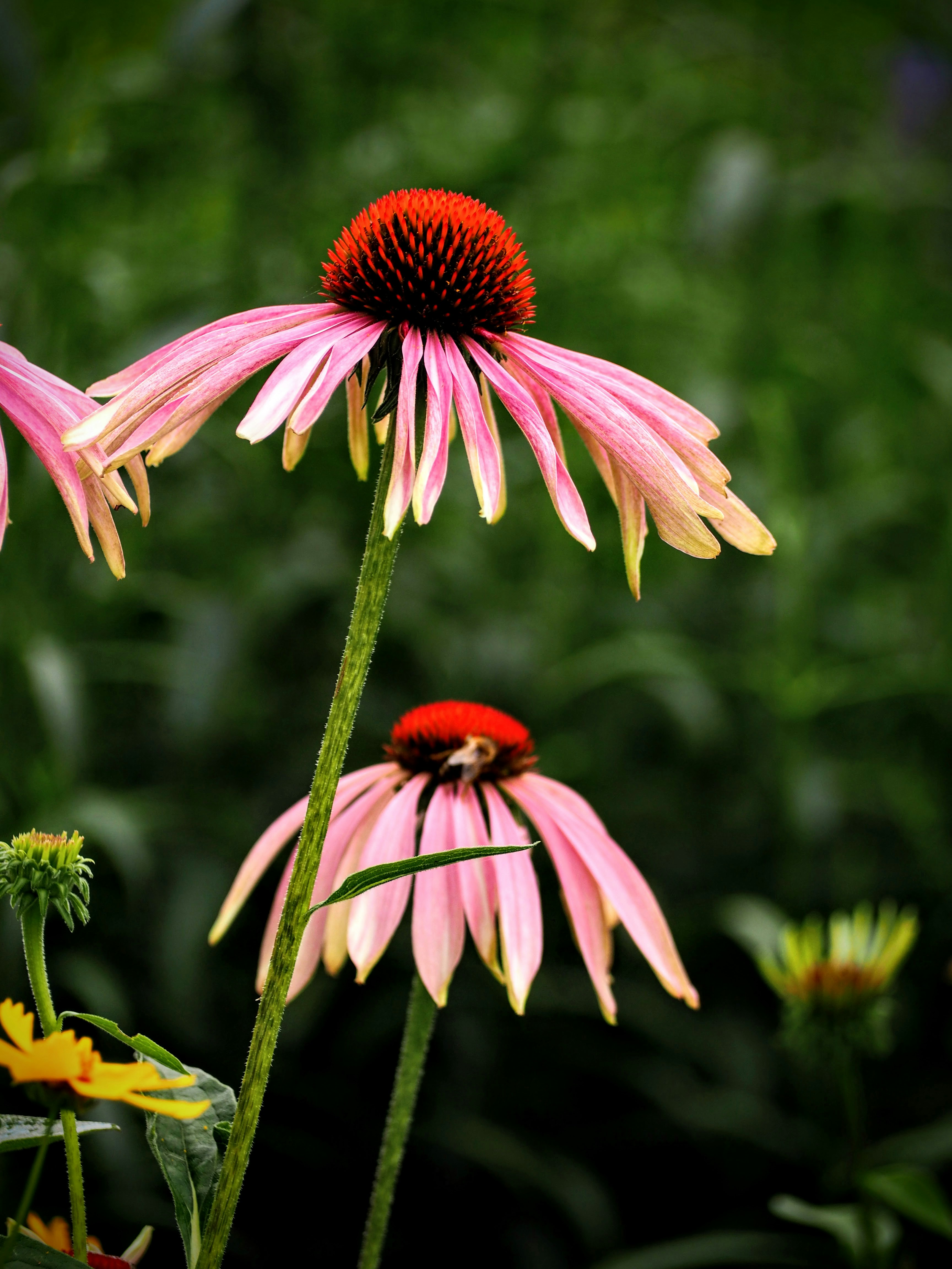 Photo by benji_da_vinci