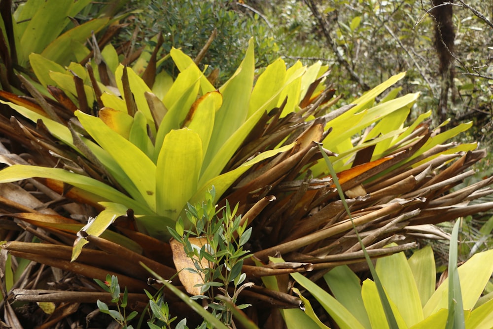 a close up of a bunch of plants in a field