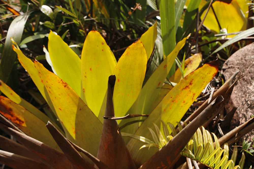 a close up of a plant with yellow leaves