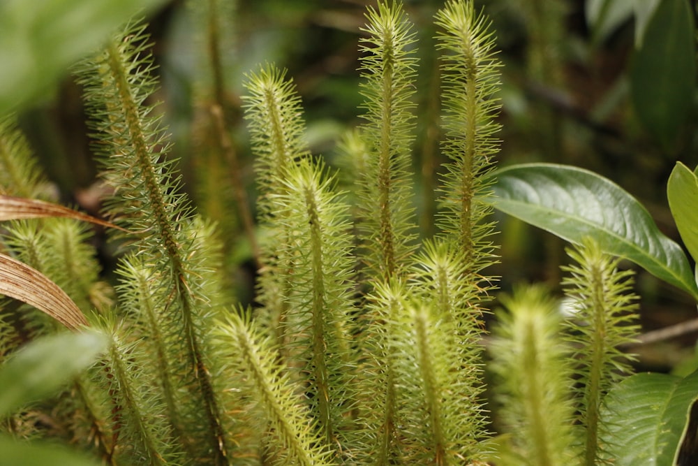 a close up of a plant with green leaves