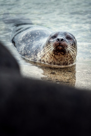 A seal is partly submerged in clear water, with its head and whiskers prominently visible. The animal's wet fur displays a mottled pattern of dark and light spots. The water surface is reflective, adding a serene quality to the scene.
