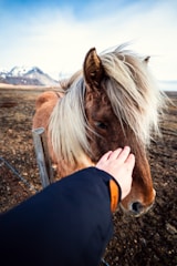 A hand is gently petting a horse with a lush mane, showcasing a serene moment in a natural landscape. Snow-capped mountains are visible in the background, under a clear blue sky.