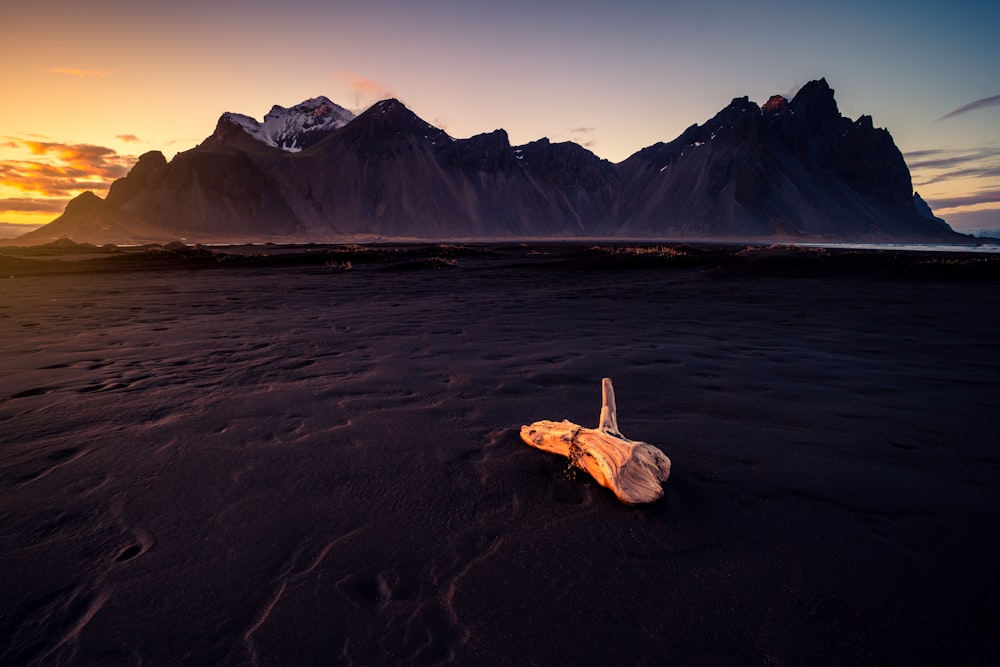 a dead bird on a beach with mountains in the background