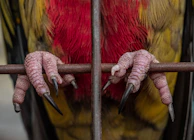 Close-up of a bird’s strong legs gripping a branch during a training drill.