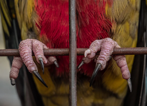 Close-up of a bird's strong legs gripping a natural wooden branch during training.