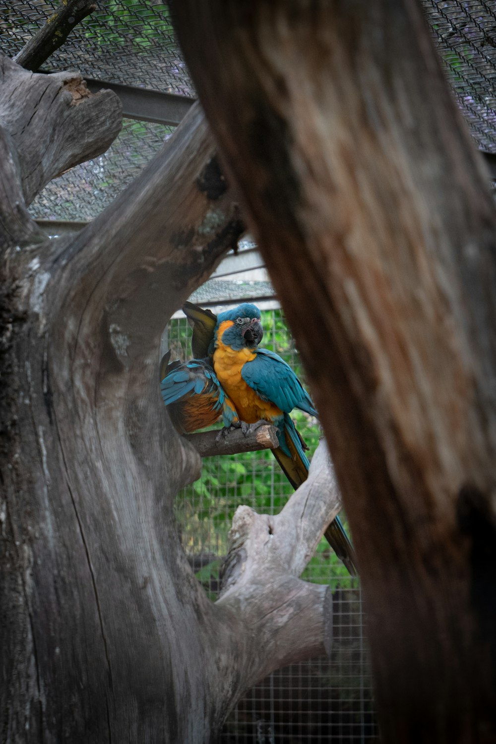 a colorful bird perched on top of a tree branch