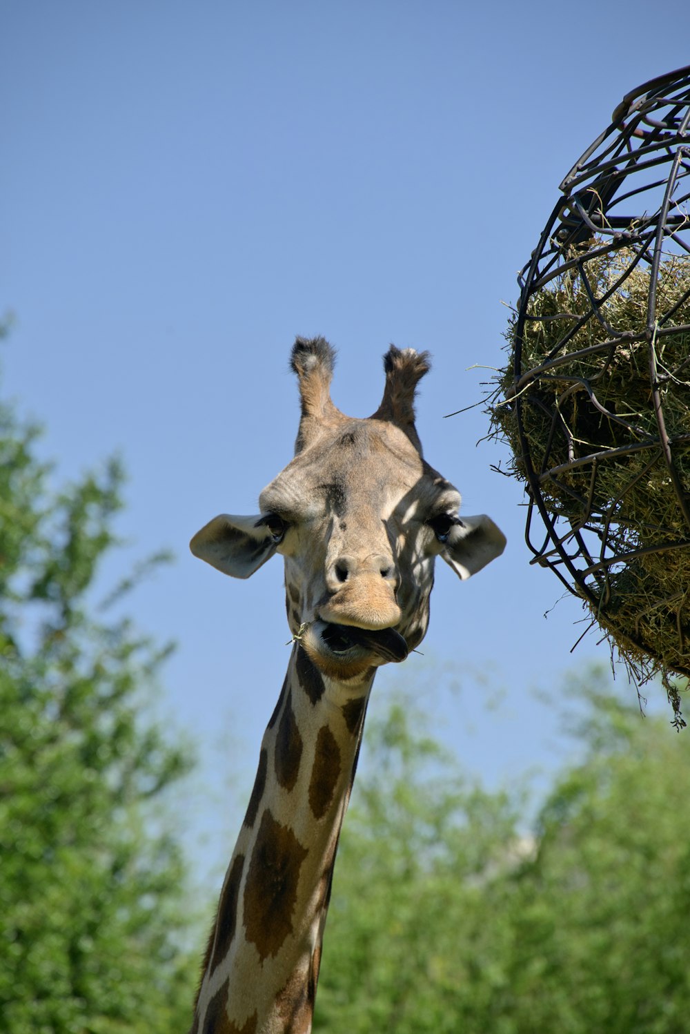 a giraffe standing next to a pile of hay