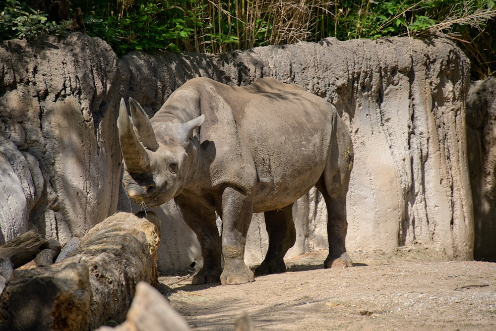 a rhino standing next to a rock wall
