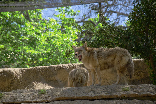 A determined group of wolves standing on a rocky hill at sunrise, symbolizing strength and unity.