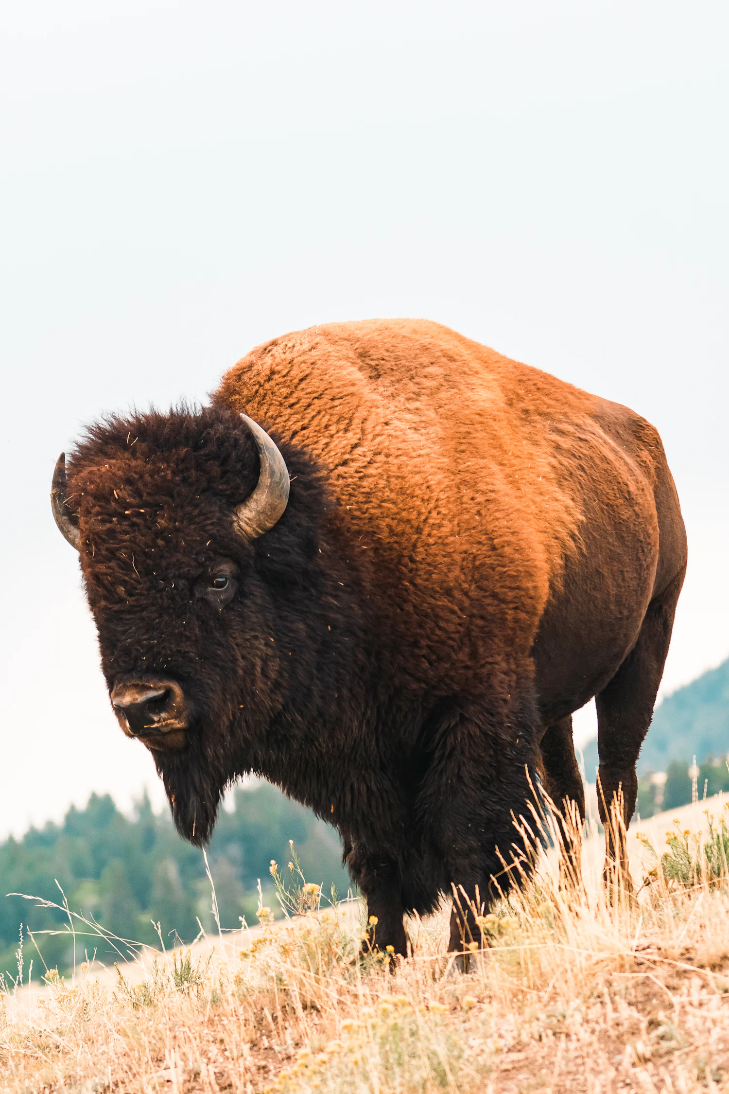 A shaggy bison bull standing on a dry grass hillside in winter light