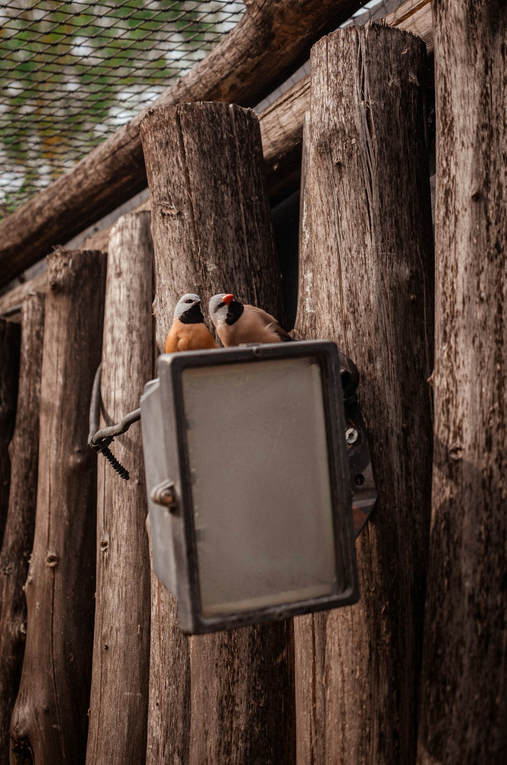 a couple of birds sitting on top of a tv