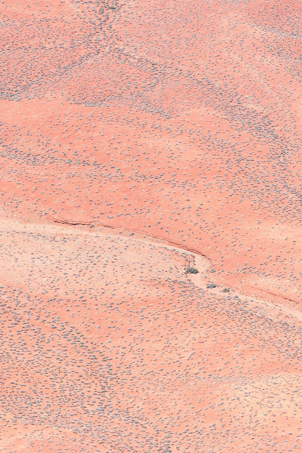 um pássaro solitário de pé no meio de um deserto