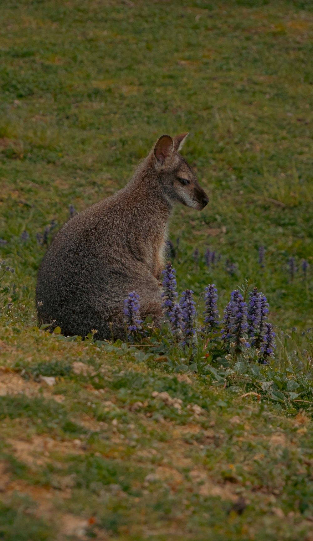 a kangaroo sitting in a field of grass and flowers