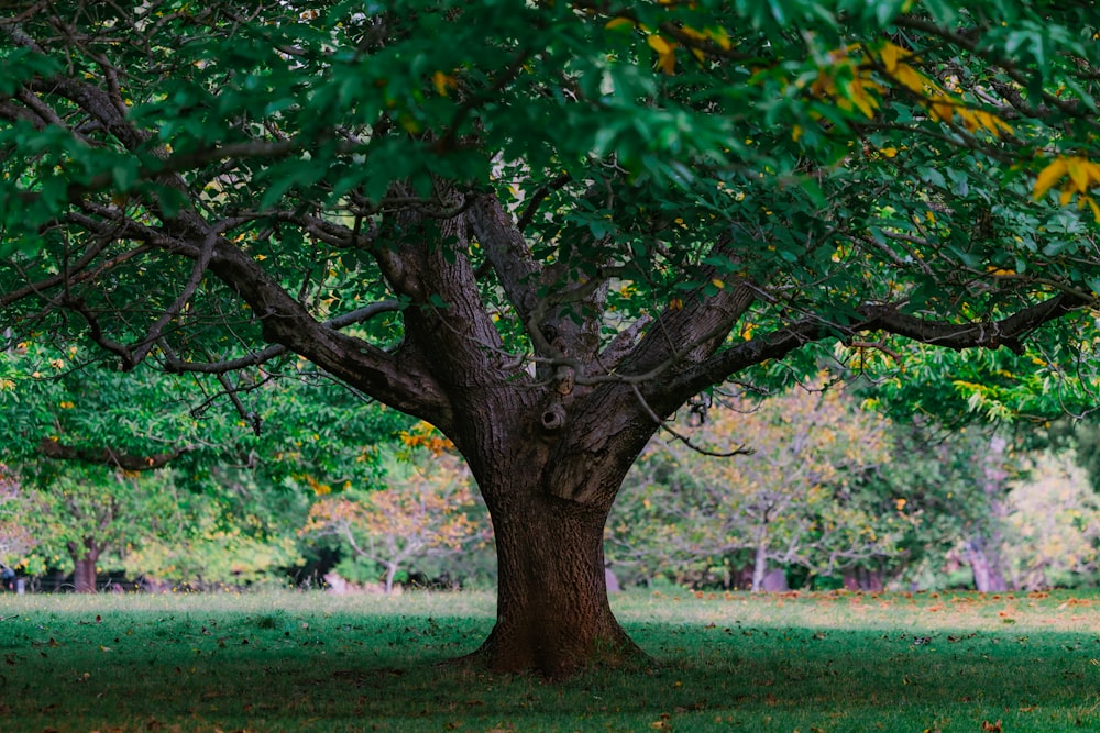 a large tree in the middle of a park