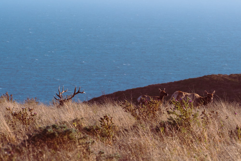 a herd of deer standing on top of a grass covered hillside