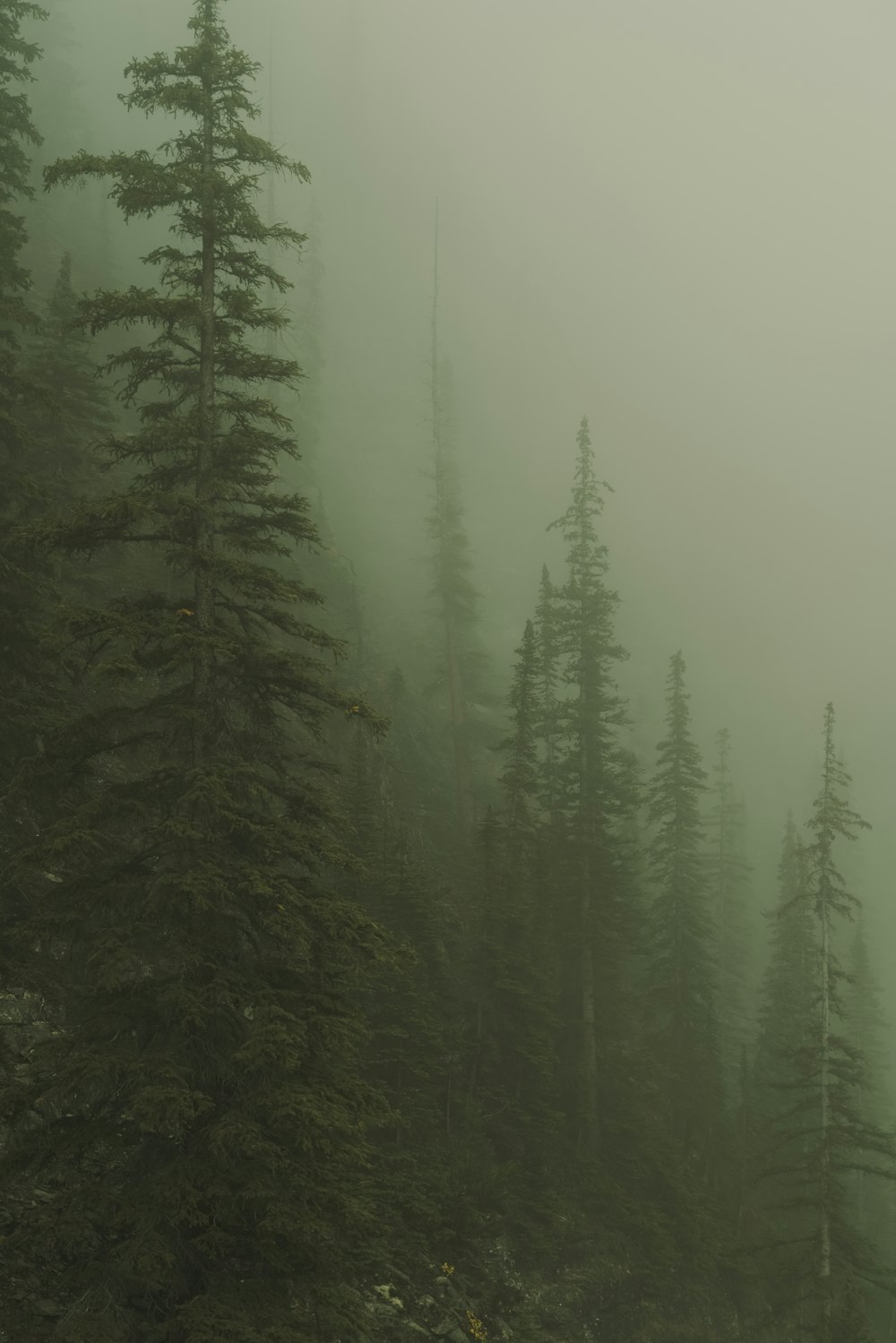 une forêt brumeuse remplie de beaucoup d’arbres