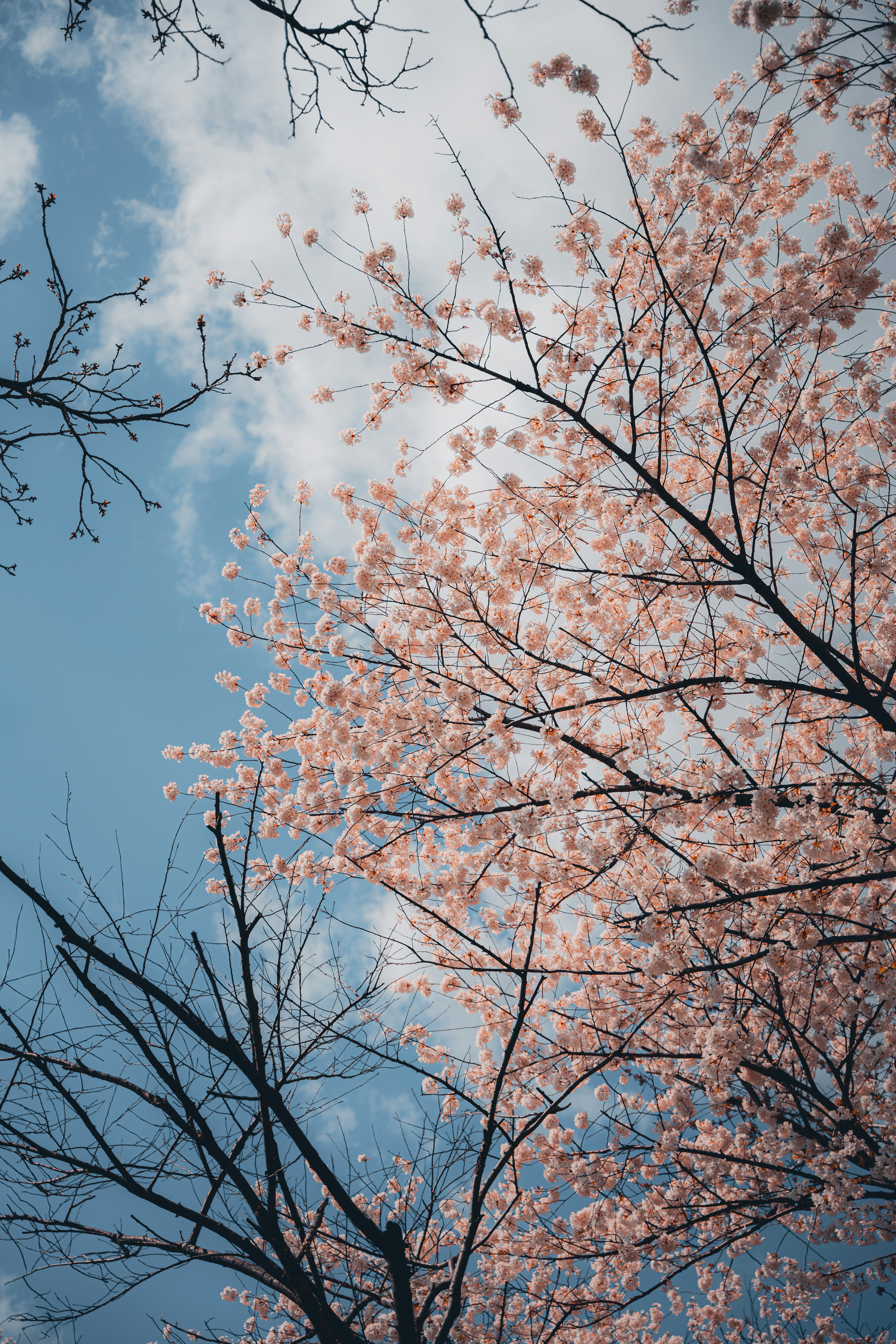 Photo by albertzimtea