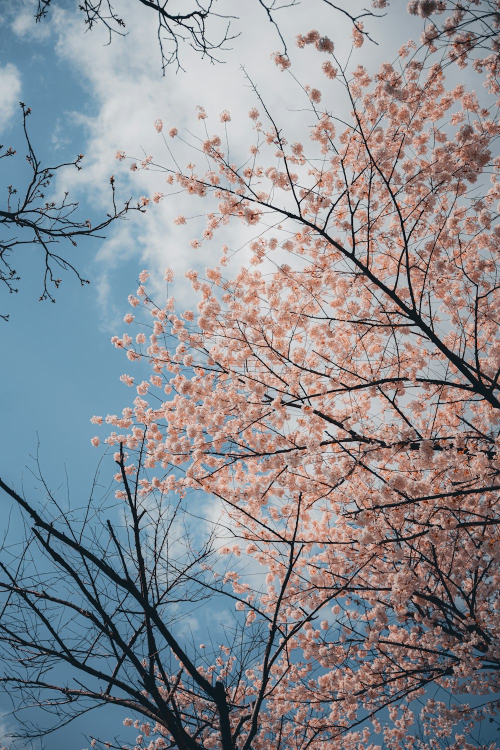 a tree with pink flowers in the foreground and a blue sky in the background