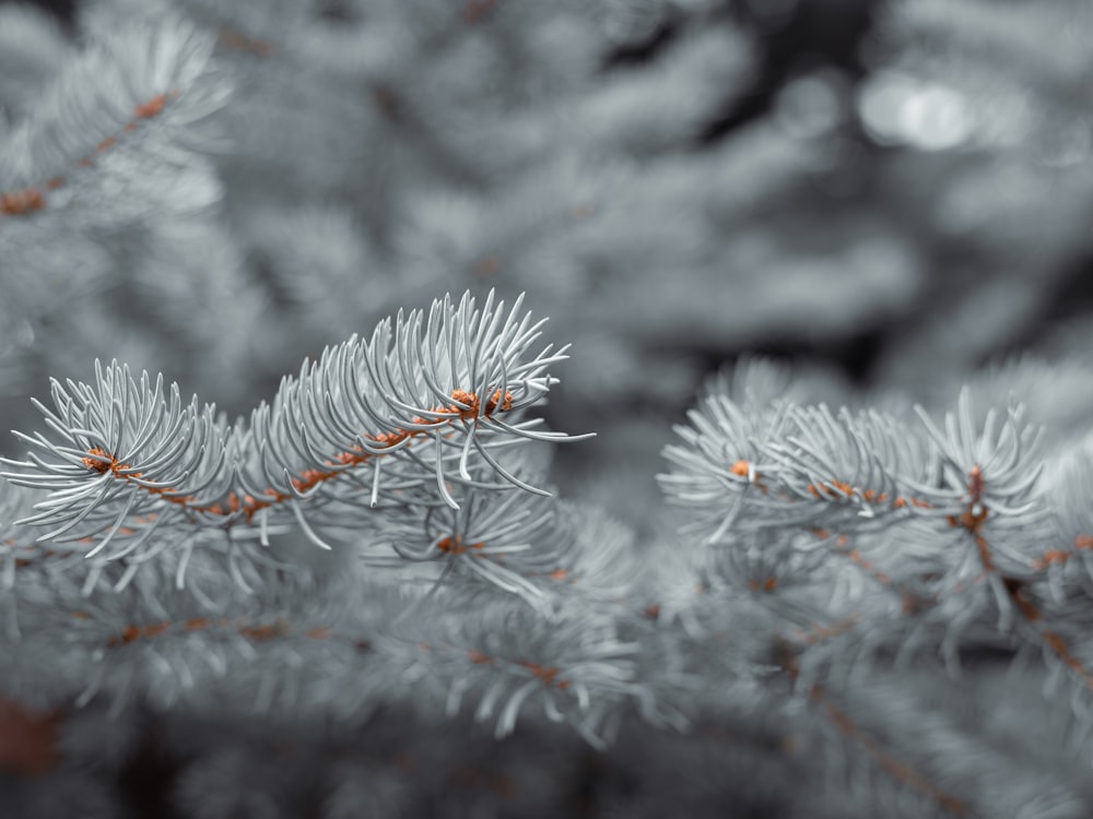 a close up of a pine tree branch