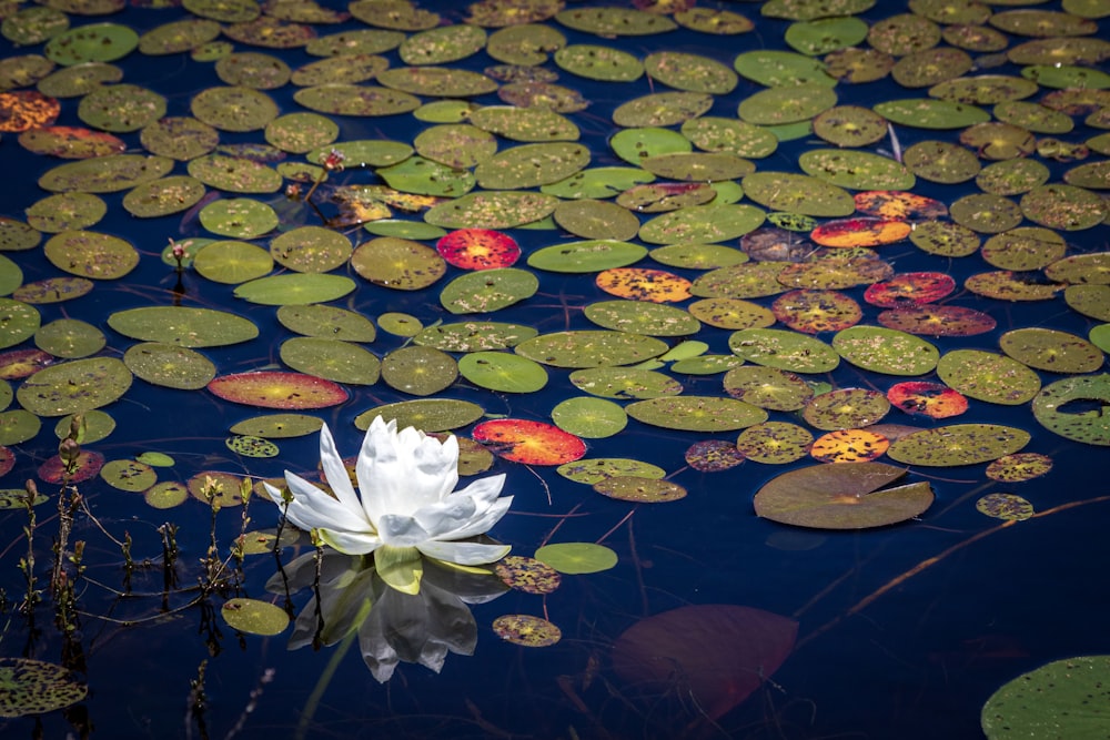 Eine weiße Blume, die auf einem See schwimmt, der mit Seerosenblättern gefüllt ist