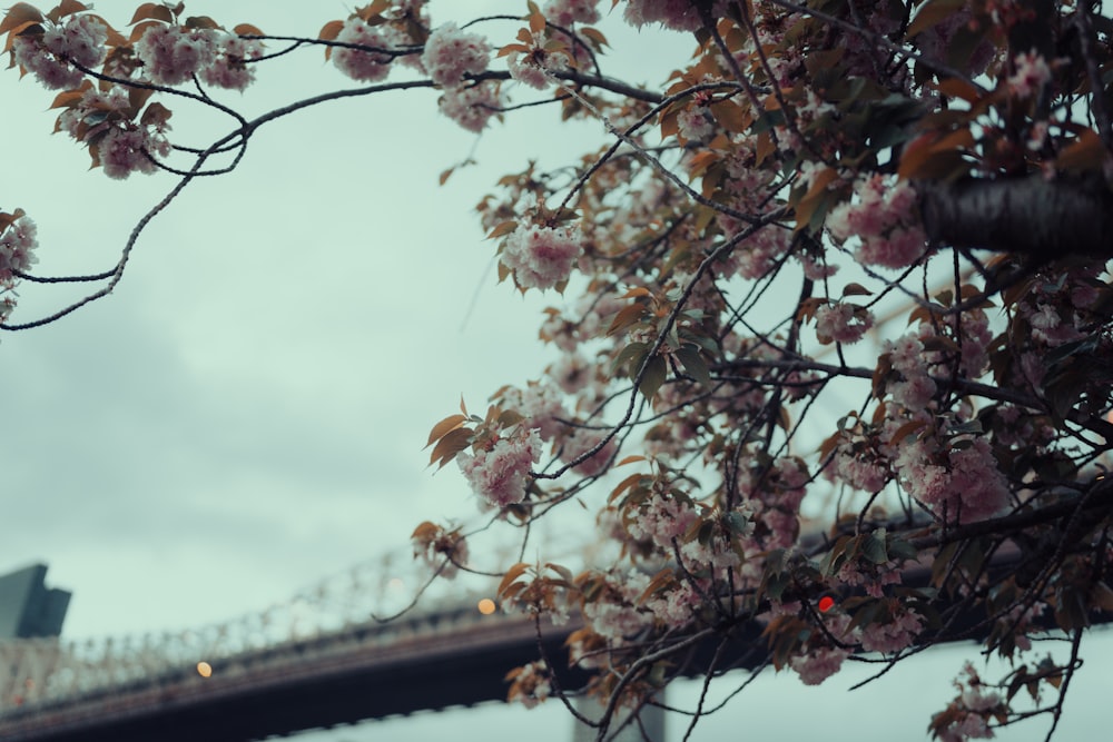 a tree with pink flowers in front of a bridge