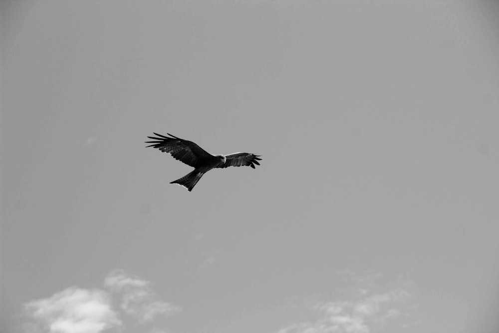 a black and white photo of a bird flying in the sky