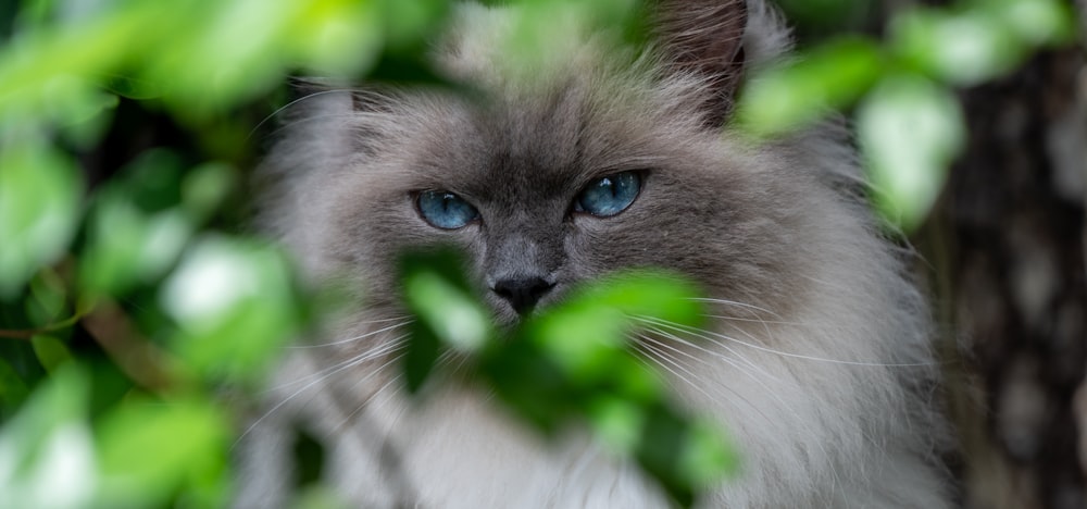 a gray and white cat with blue eyes sitting in a tree