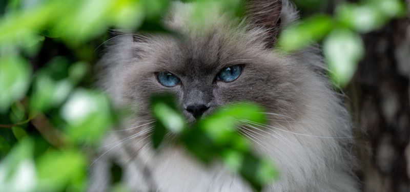 Ragdoll Cat