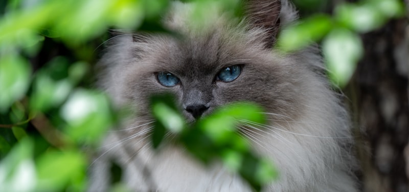 Ragdoll in Essen