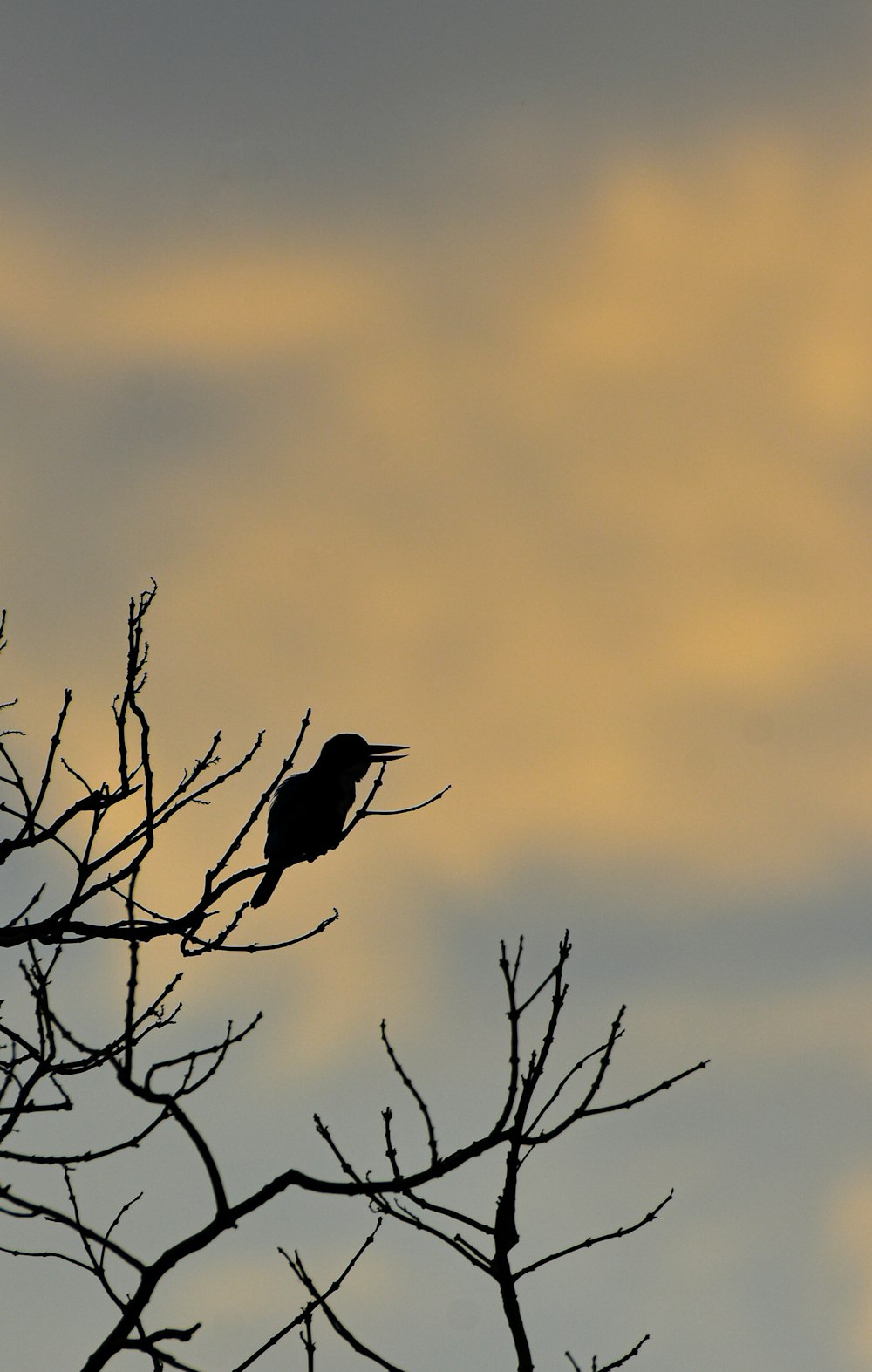 a bird sitting on top of a tree branch