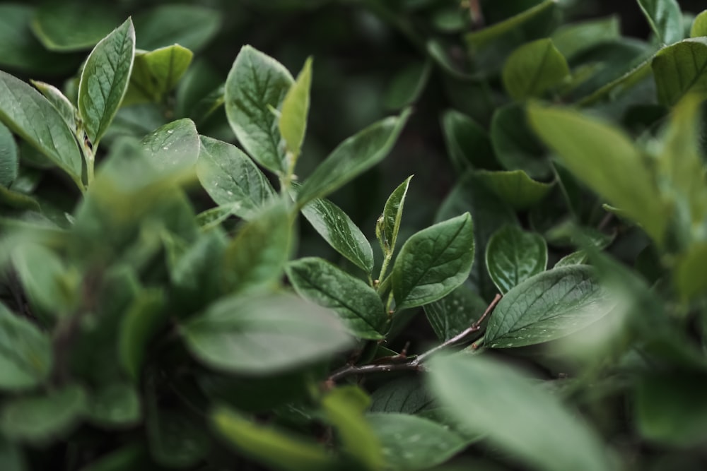 a close up of a bush with green leaves