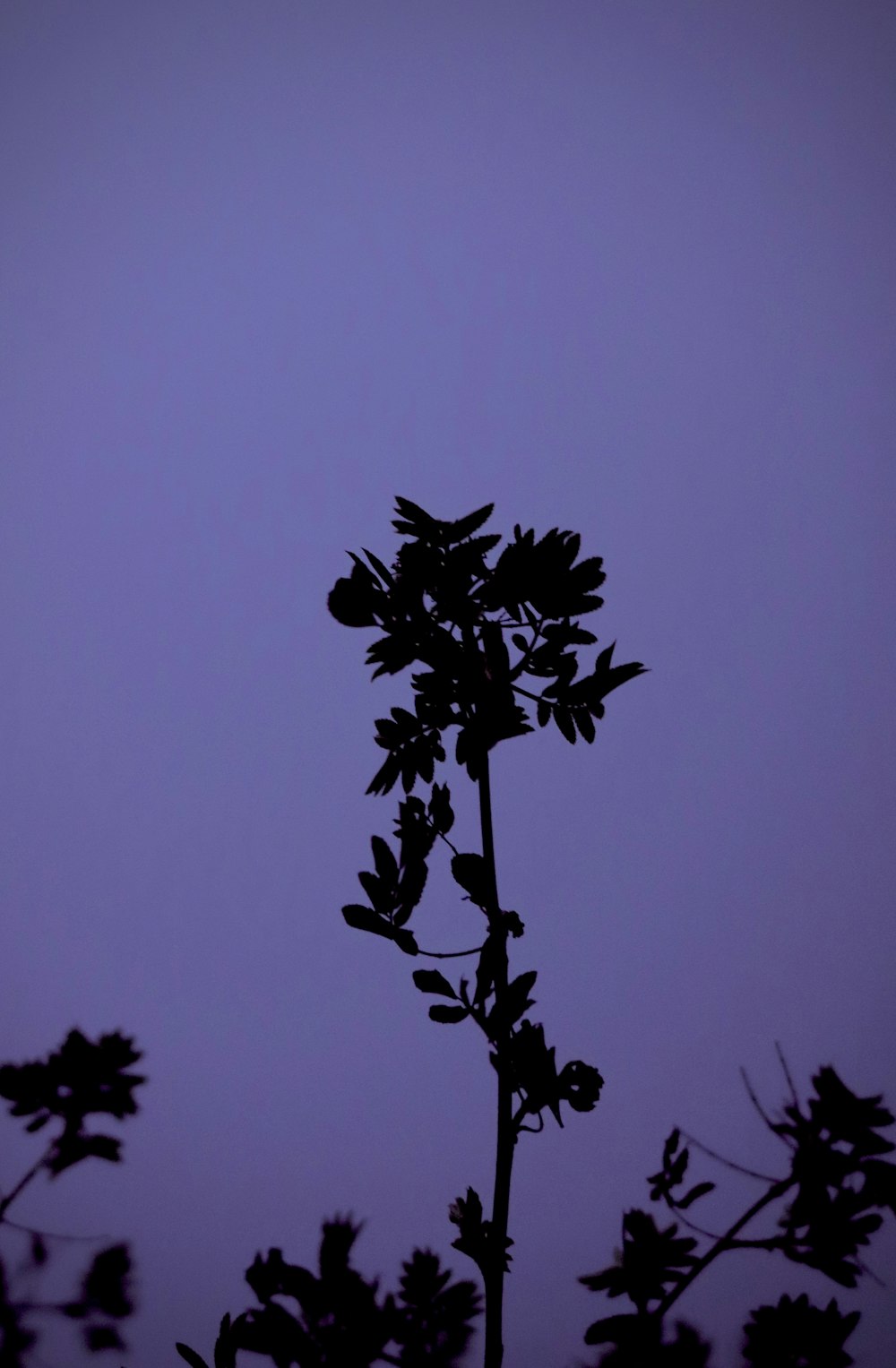 a silhouette of a plant against a purple sky