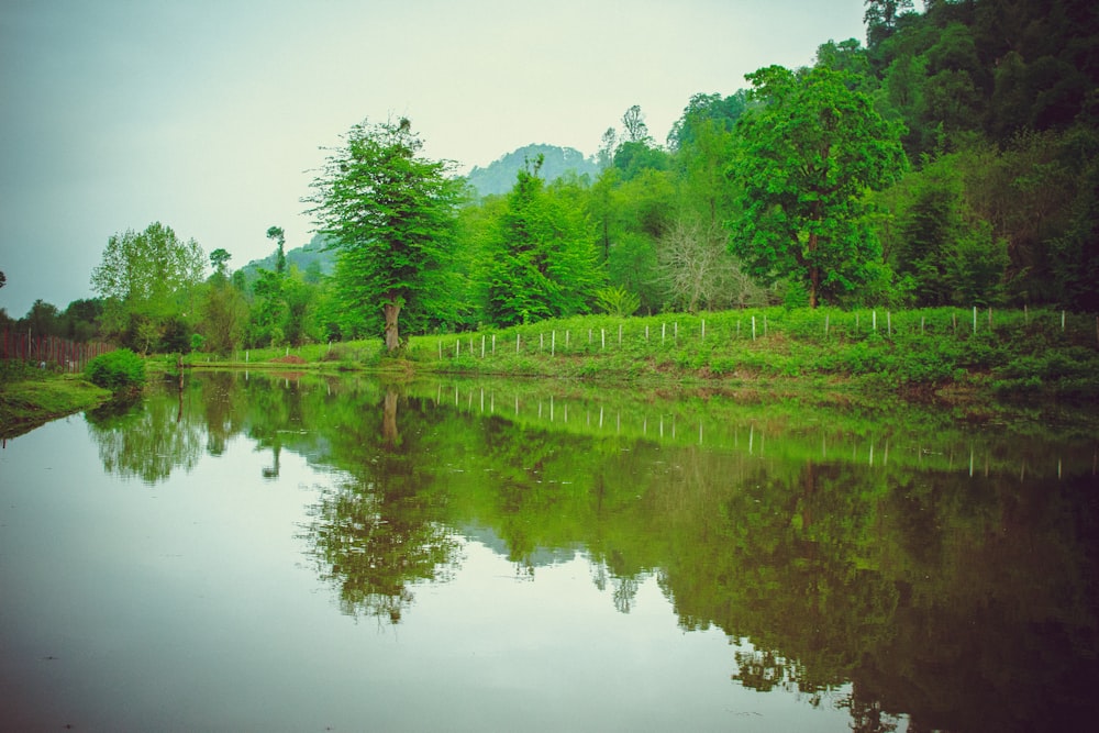 a body of water surrounded by a lush green forest