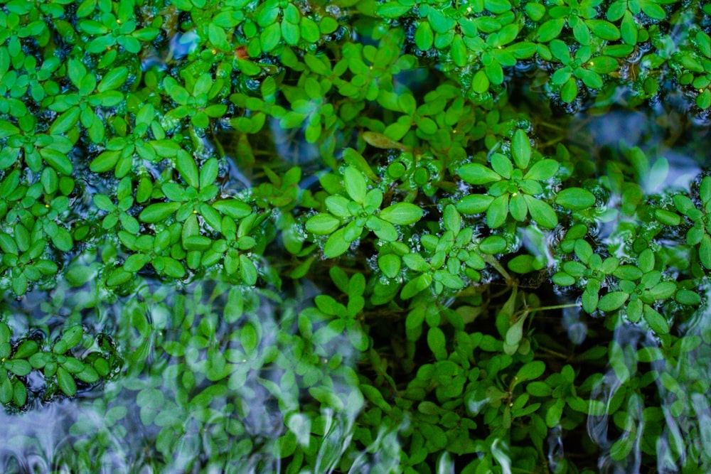 a close up of a plant with green leaves