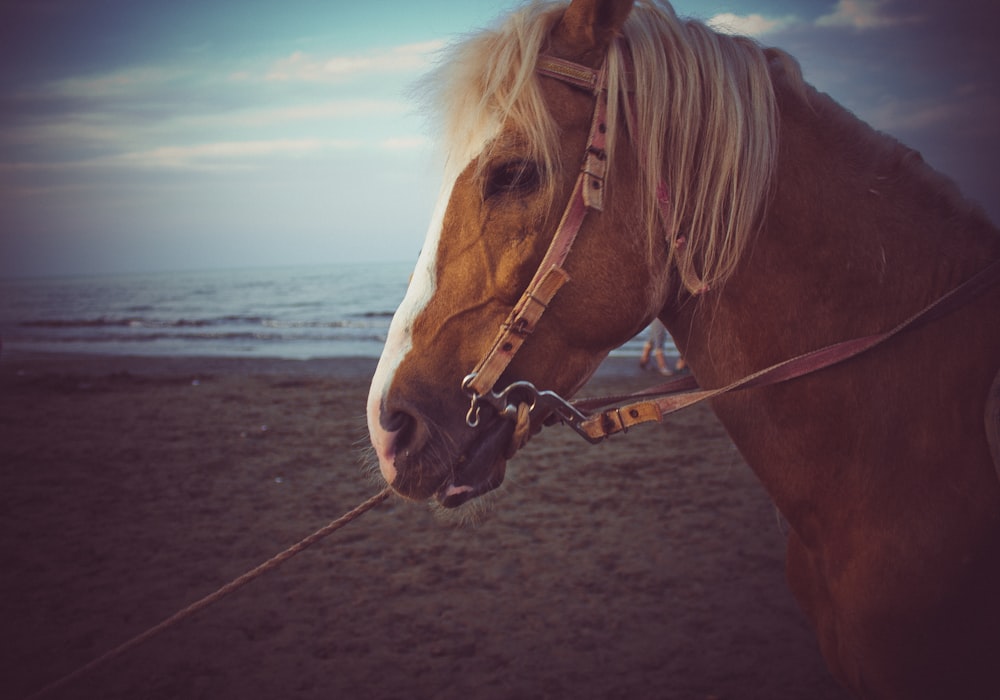 um cavalo marrom em pé no topo de uma praia de areia