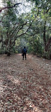 A cheerful hiker wearing a colorful trailnest backpack, standing on a forest trail with sunlight filtering through the trees.