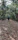 A man with a backpack pausing on a forest trail, sunlight filtering through dense green foliage.