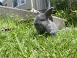 A small gray rabbit sits in a lush, green grassy area. The rabbit appears soft and fluffy with tall ears standing alert. In the background, the edge of a building and a concrete step are visible, while foliage adds to the natural setting.