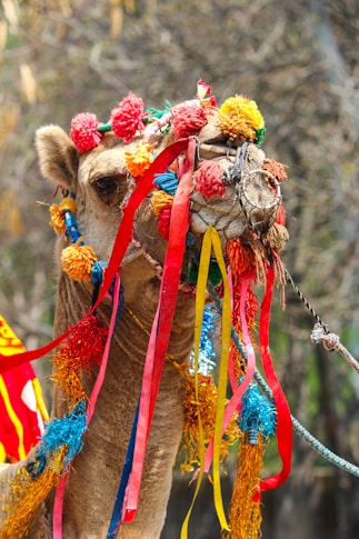 a close up of a decorated camel with trees in the background