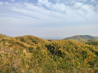 A scenic view of Carroll County, Georgia, showcasing rolling hills and lush greenery under a bright blue sky.
