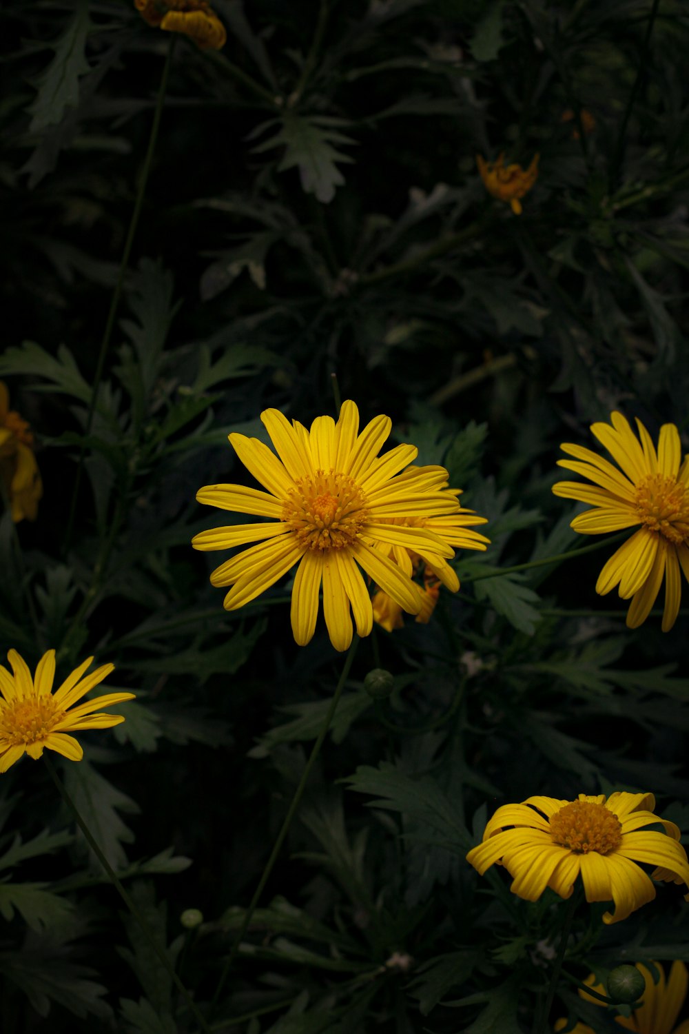 a bunch of yellow flowers in a field