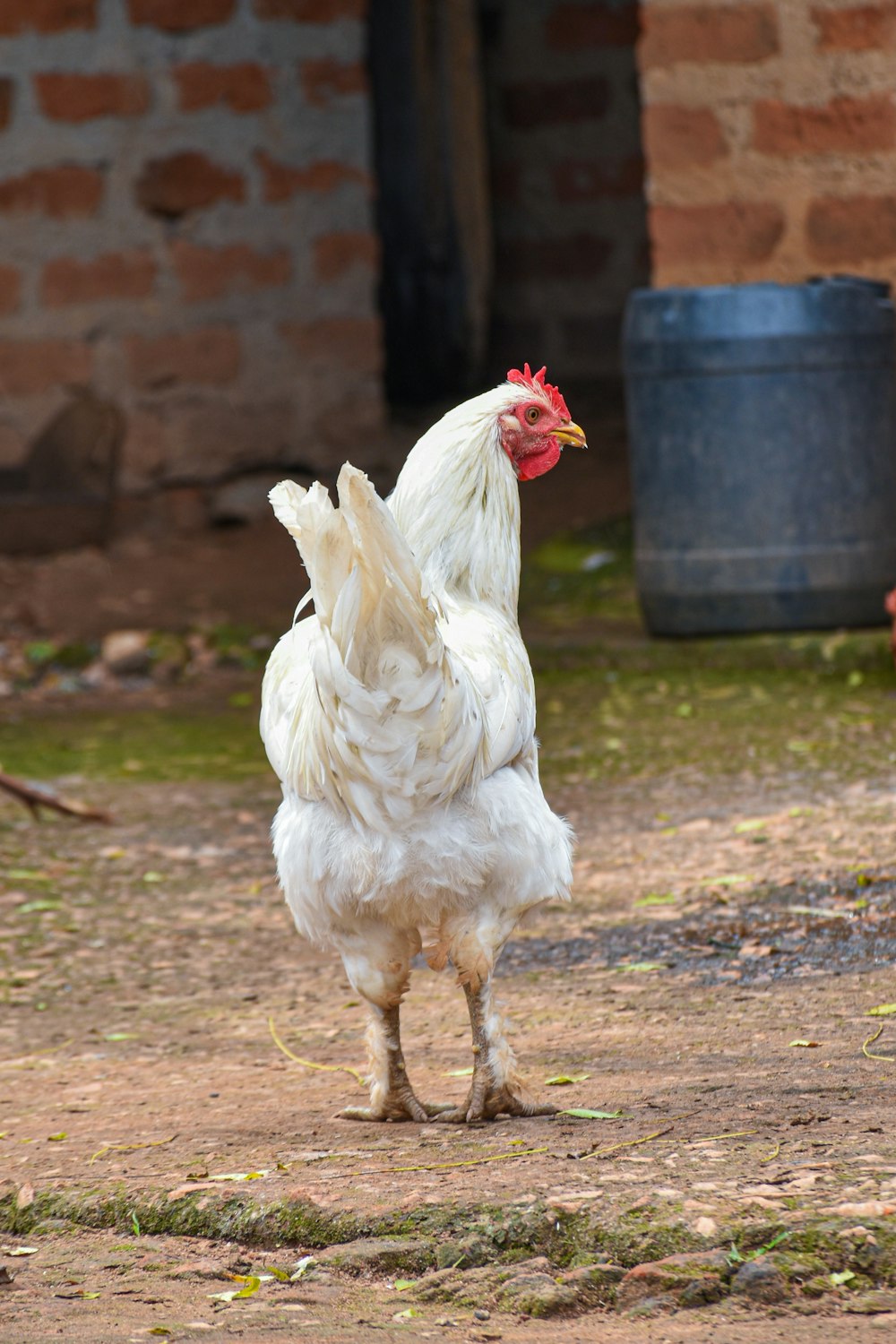 a white chicken standing on top of a dirt field