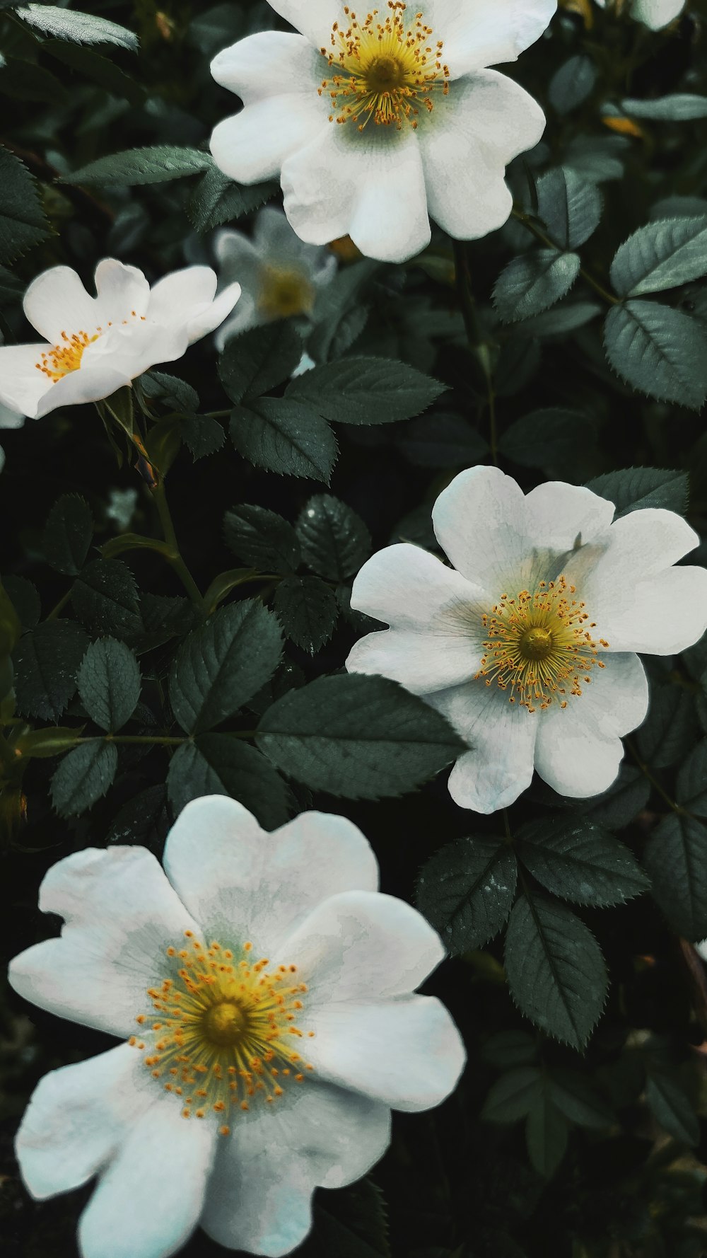 a group of white flowers with green leaves