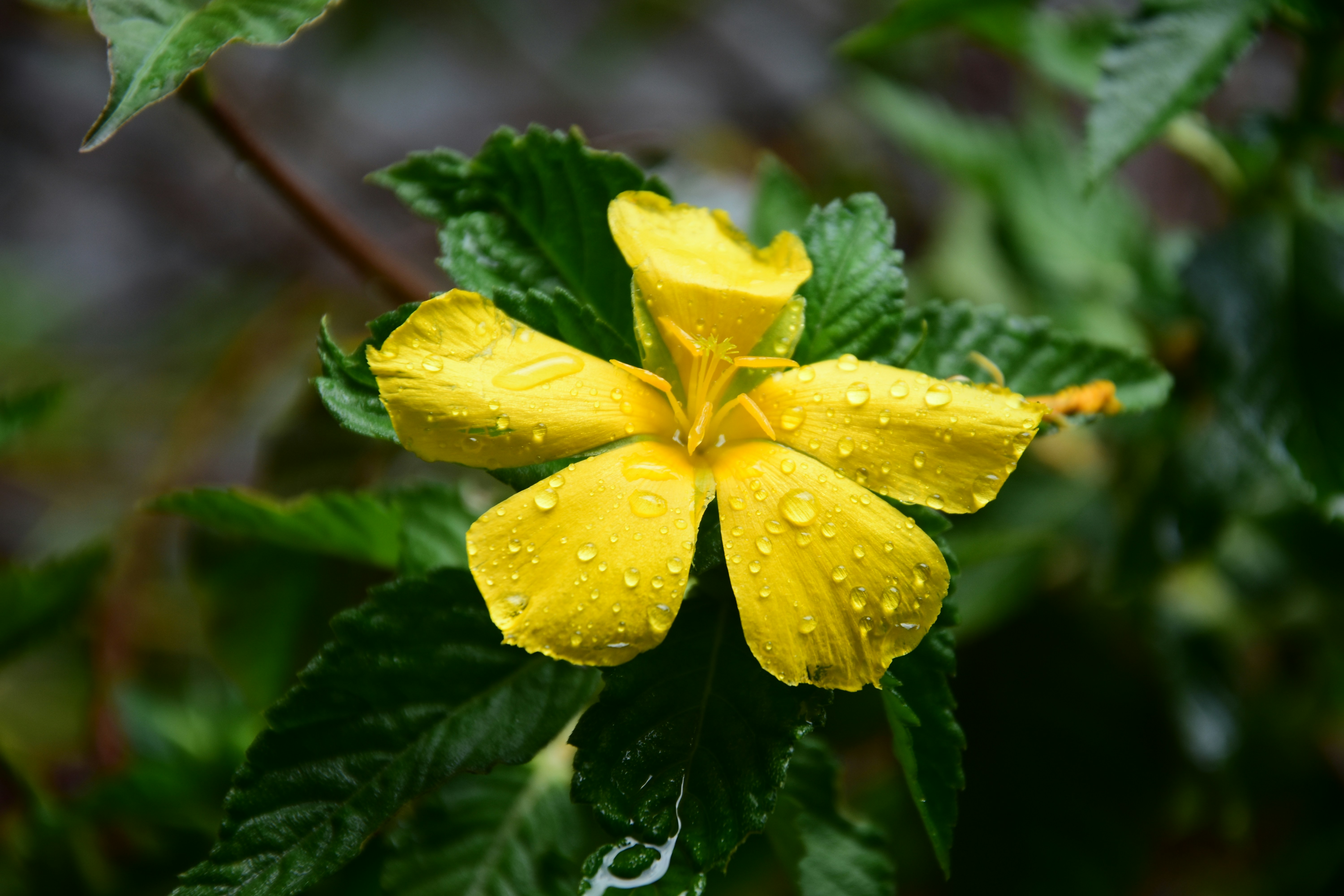 a yellow flower with water droplets on it